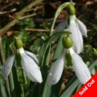 Galanthus - Uncle Dick